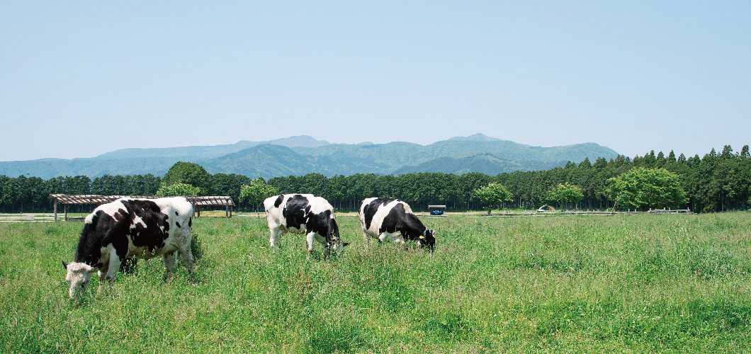 千本松牧場の牛
