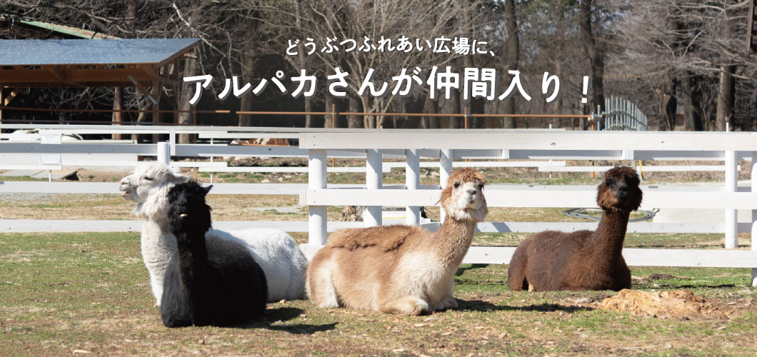 アルパカ仲間入り